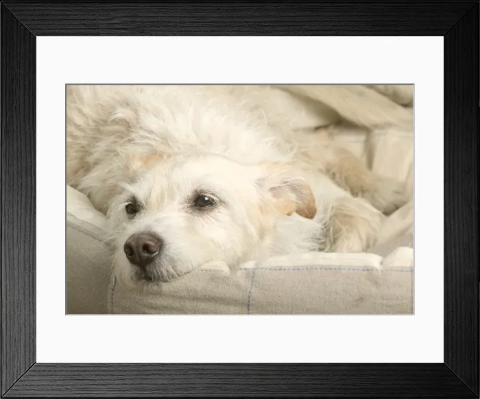 Framed Print : Dog - resting in bed Framed Print : Dog - resting in bed