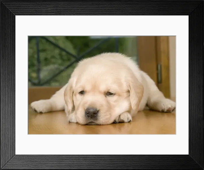 Framed Print : Dog - Labrador puppy Framed Print : Dog - Labrador puppy