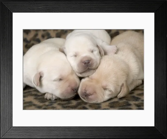Framed Print : Dog - Labrador puppies Framed Print : Dog - Labrador puppies
