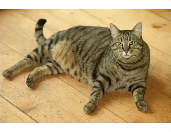 Cat - fat tabby