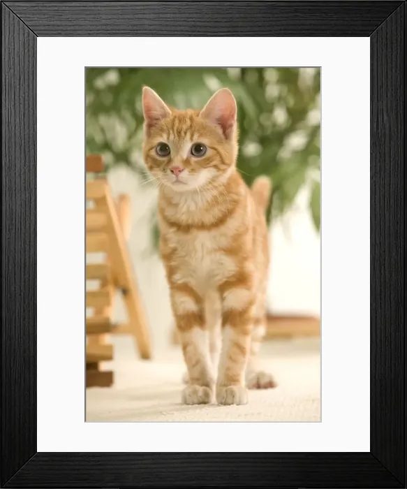 Framed Print : Ginger Cat Framed Print : Ginger Cat