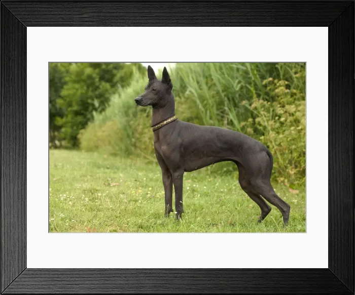 Framed Print : Dog - Mexican Hairless Framed Print : Dog - Mexican Hairless