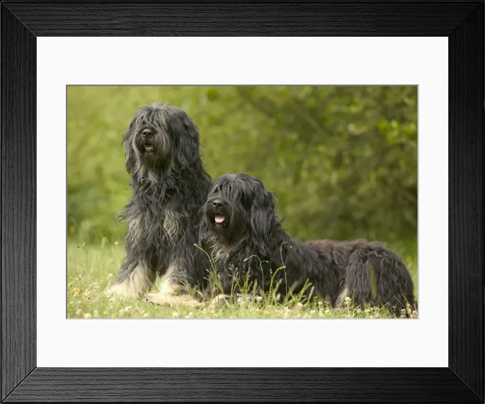 Framed Print : Polish Lowland Sheepdog  /  Polski Owczarek Nizinny