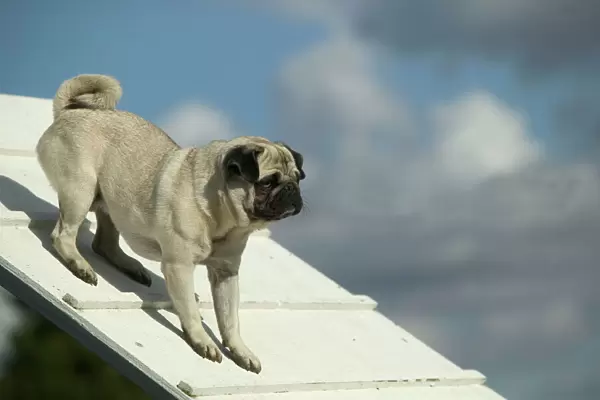Dog - pug on agility course