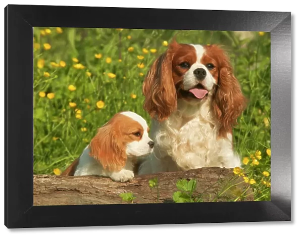 Cavalier King Charles Spaniel - adult and puppy