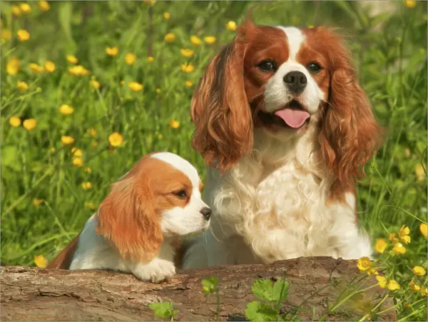 Cavalier King Charles Spaniel - adult and puppy