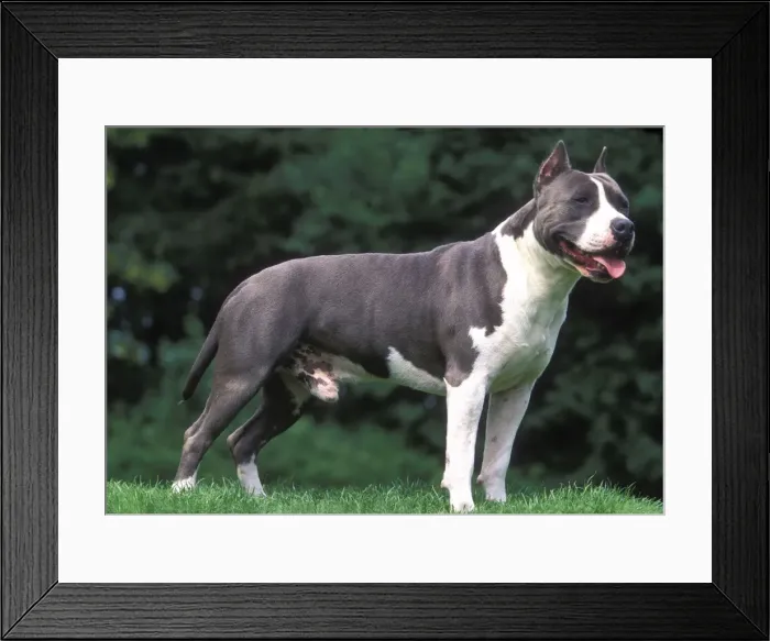 Framed Print : American Staffordshire Terrier Dog Framed Print : American Staffordshire Terrier Dog