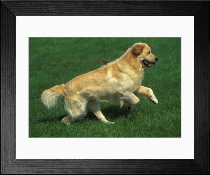 Framed Print : Dog - Golden Retriever Framed Print : Dog - Golden Retriever