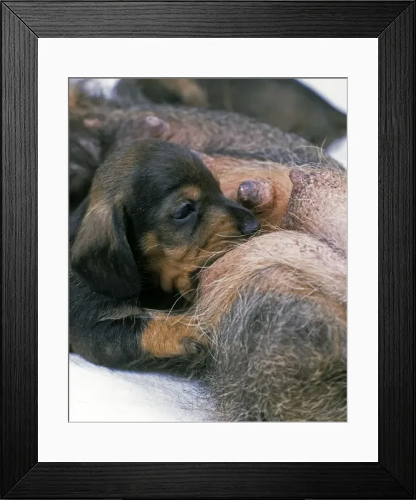 Framed Print : Dog - puppy suckling