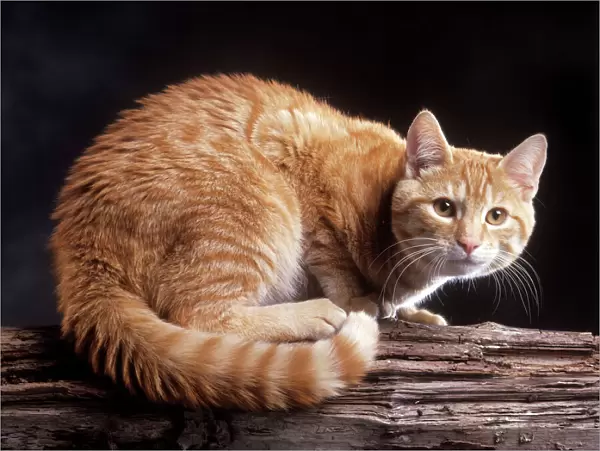 European Ginger Tabby Cat