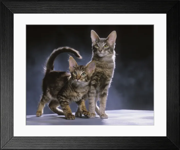 Framed Print : Oriental Longhaired / Mandarin Cat Framed Print : Oriental Longhaired / Mandarin Cat