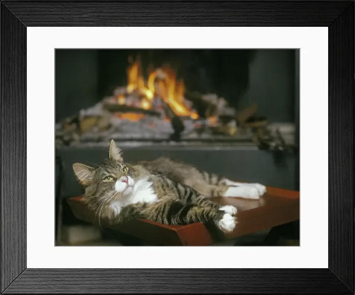 Framed Print : Norwegian Forest Cat - resting infront of open fire Framed Print : Norwegian Forest Cat - resting infront of open fire