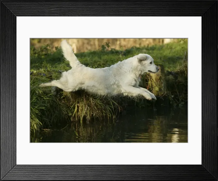 Framed Print : Dog - Golden Retriever, jumping into water Framed Print : Dog - Golden Retriever, jumping into water