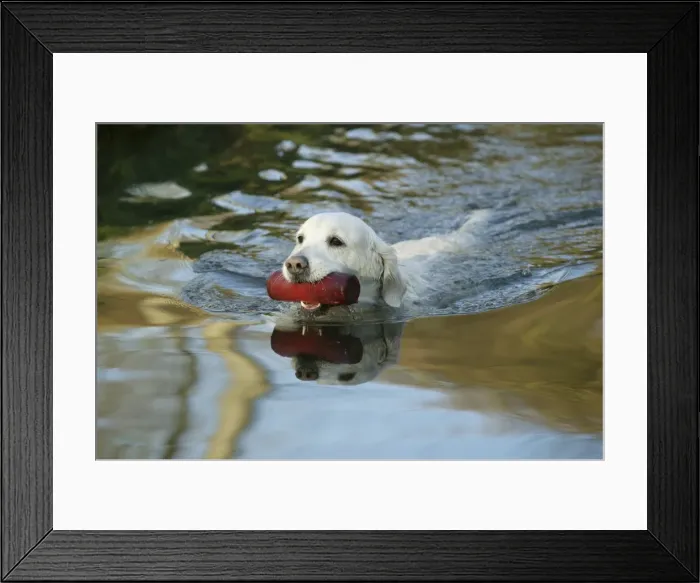 Framed Print : Dog - Golden Retriever, swimming in water, retrieving toy Framed Print : Dog - Golden Retriever, swimming in water, retrieving toy