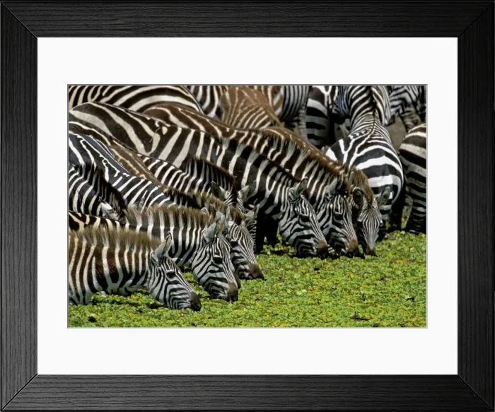 Framed Print : Burchell's / Common / Plains Zebra - Group together Maasai Mara, Africa Framed Print : Burchell's / Common / Plains Zebra - Group together Maasai Mara, Africa