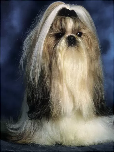 Shih Tzu Dog - With ribbon in hair