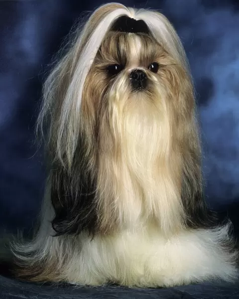 Shih Tzu Dog - With ribbon in hair