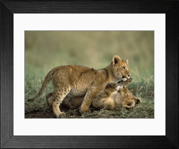 Framed Print : Lion - Two cubs playing together Maasai Mara, Kenya, Africa Framed Print : Lion - Two cubs playing together Maasai Mara, Kenya, Africa