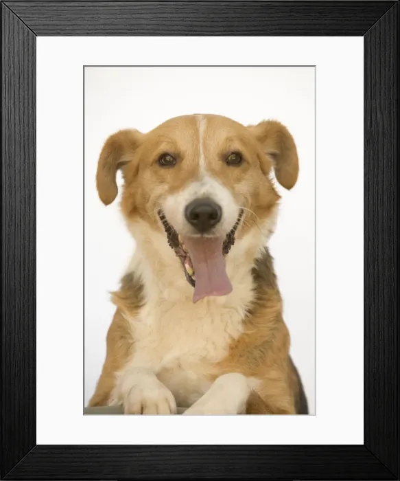 Framed Print : Dog - Mongrel Framed Print : Dog - Mongrel