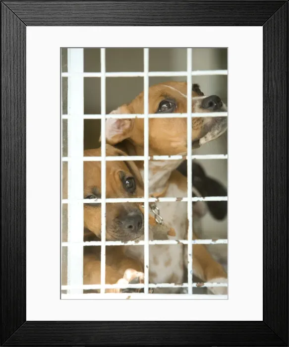 Framed Print : Dog - two Mongrels at rescue centre Framed Print : Dog - two Mongrels at rescue centre