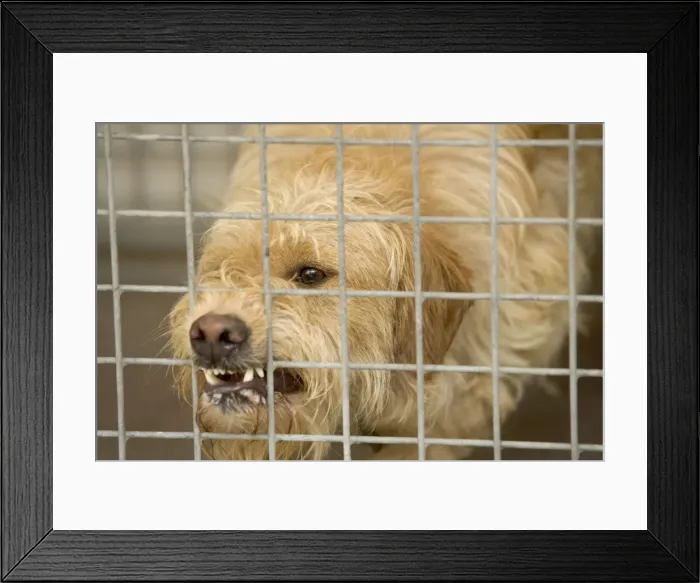 Framed Print : Dog - Mongrel, biting bars at rescue centre Framed Print : Dog - Mongrel, biting bars at rescue centre