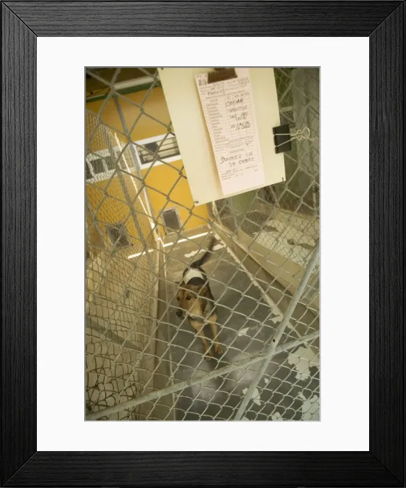 Framed Print : Dog - mongrel at rescue centre, in cage Framed Print : Dog - mongrel at rescue centre, in cage