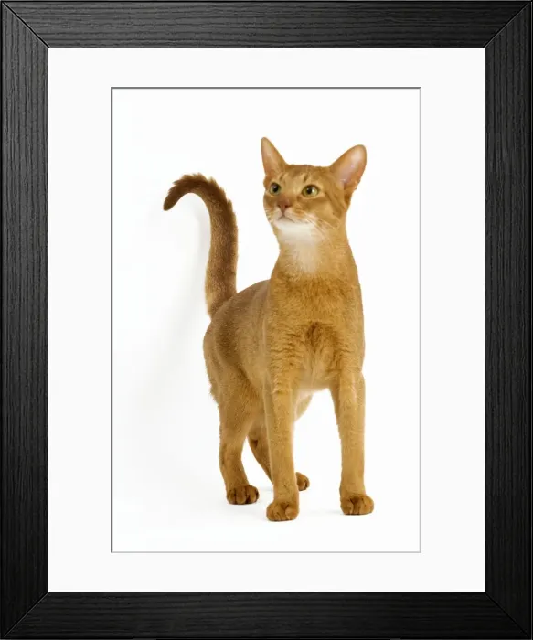 Framed Print : Cat - Abyssinian Red Framed Print : Cat - Abyssinian Red