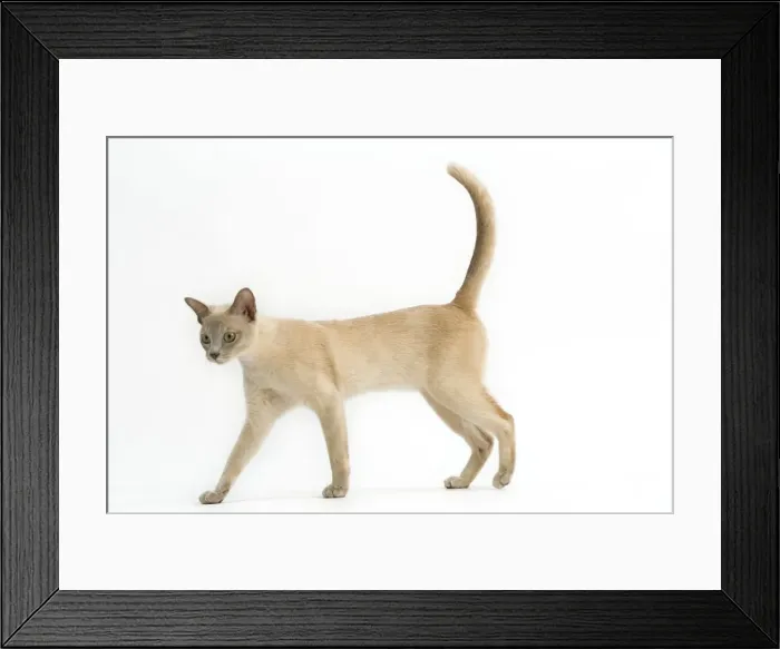 Framed Print : Cat - Burmese Lilac (creme)