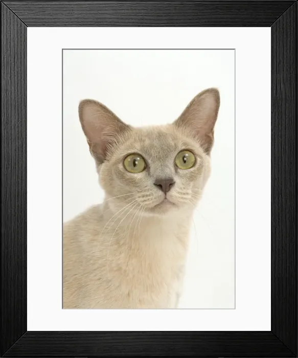 Framed Print : Cat - Burmese Lilac (creme) Framed Print : Cat - Burmese Lilac (creme)