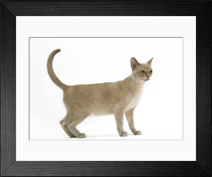 Framed Print : CAT - American Burmese, lilac Framed Print : CAT - American Burmese, lilac