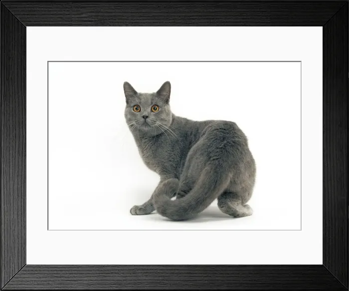 Framed Print : Cat - Chartreux, short hair Framed Print : Cat - Chartreux, short hair