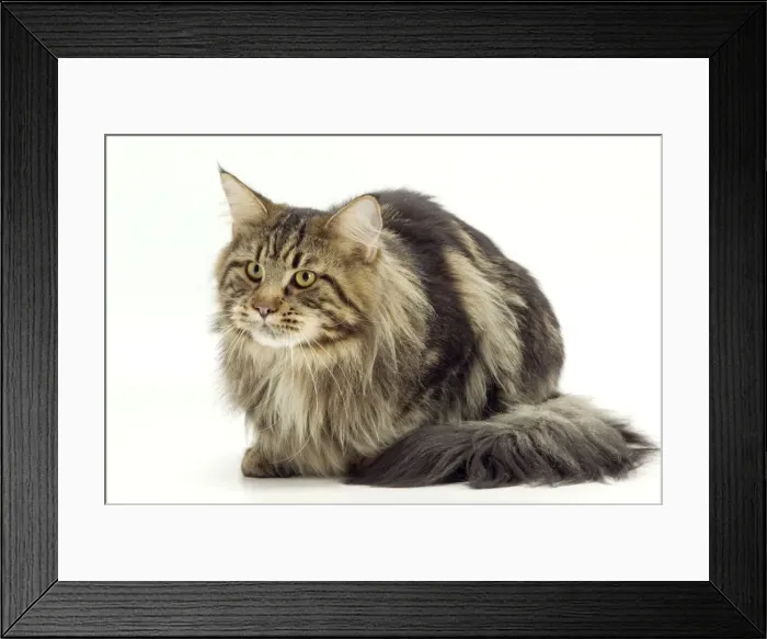 Framed Print : Cat - Maine Coon Framed Print : Cat - Maine Coon