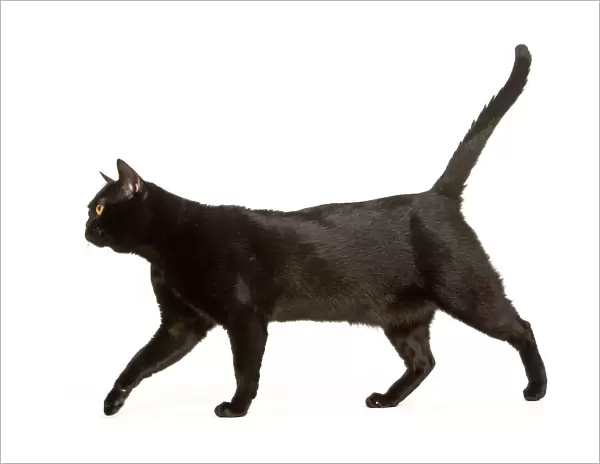 Cat - Bombay