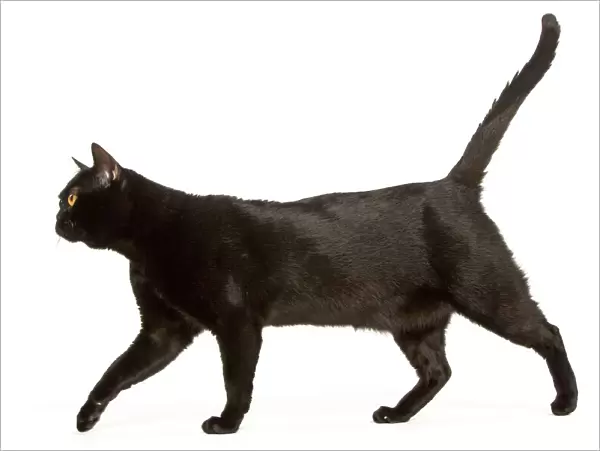 Cat - Bombay