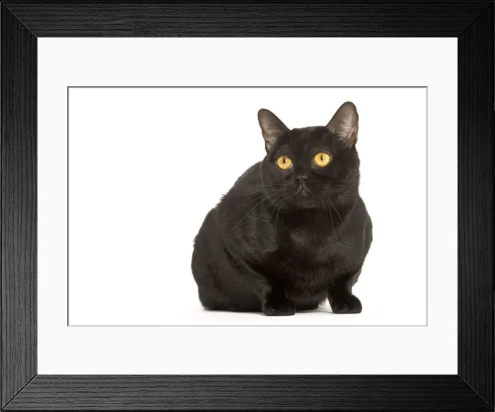 Framed Print : Cat - Bombay Framed Print : Cat - Bombay