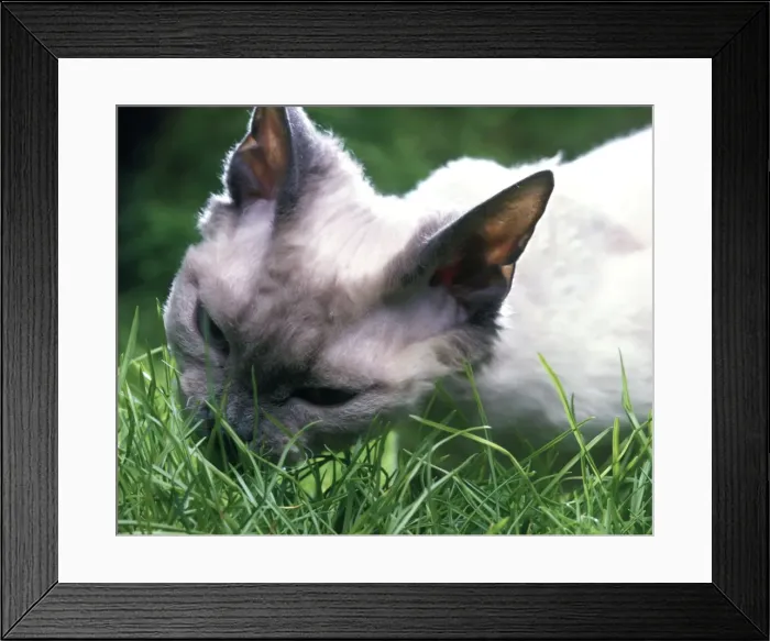 Framed Print : Cat - Rex Devon eating grass Framed Print : Cat - Rex Devon eating grass