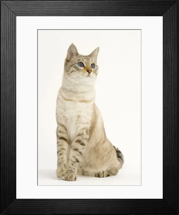 Framed Print : Cat - Snow Bengal, short hair Framed Print : Cat - Snow Bengal, short hair