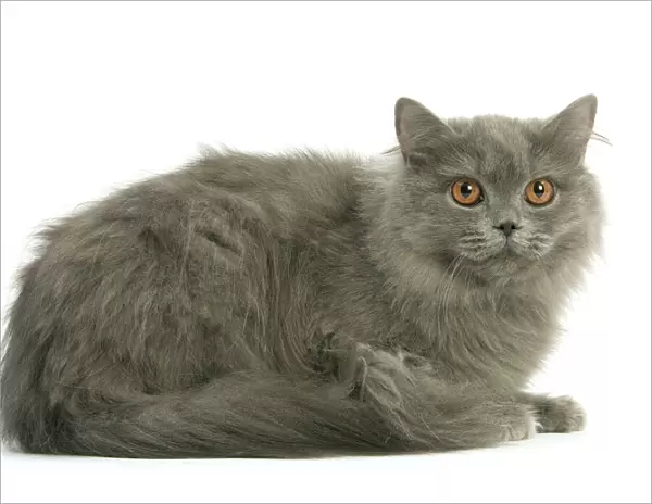 Cat - British Longhair Blue