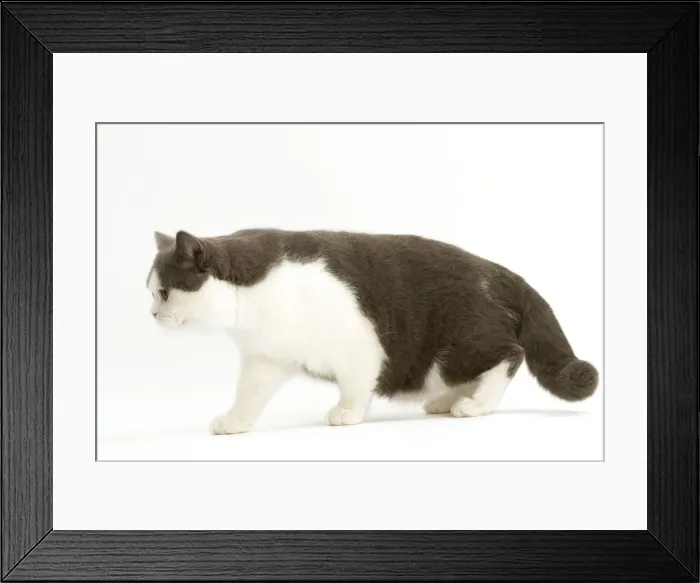Framed Print : Cat - British Shorthair, bicolor white and blue Framed Print : Cat - British Shorthair, bicolor white and blue