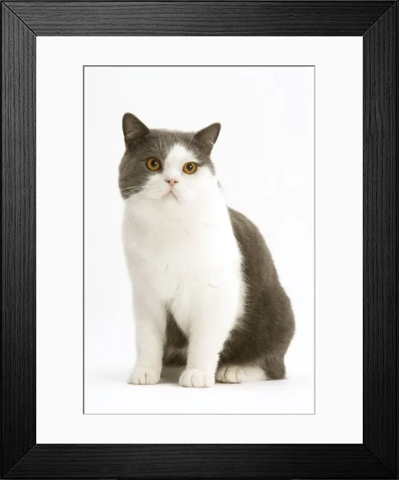 Framed Print : Cat - British Shorthair, bicolor white and blue Framed Print : Cat - British Shorthair, bicolor white and blue