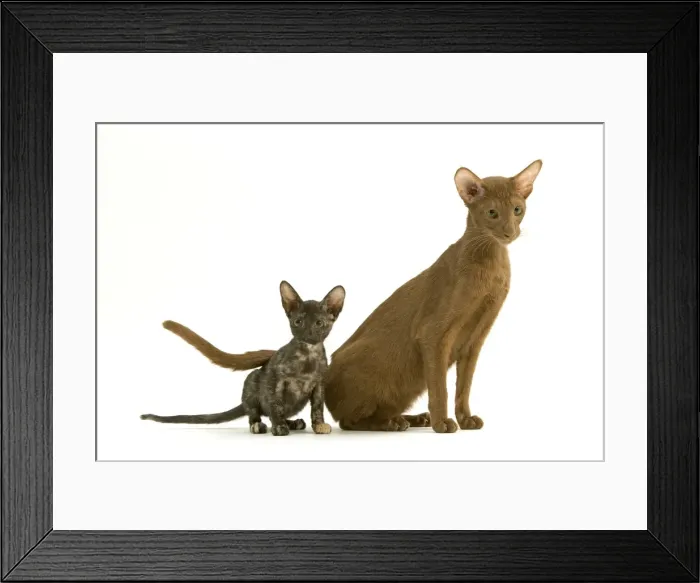 Framed Print : Oriental CAT - adult and tortie seal kitten Framed Print : Oriental CAT - adult and tortie seal kitten