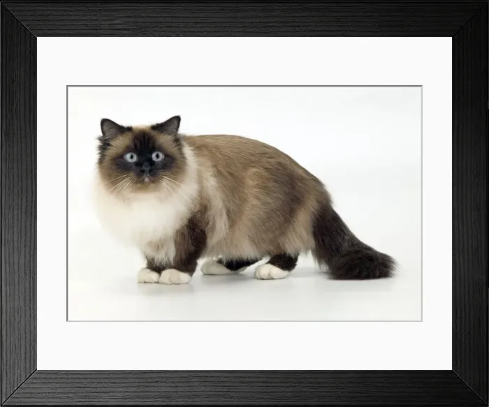 Framed Print : Cat - Birman Framed Print : Cat - Birman