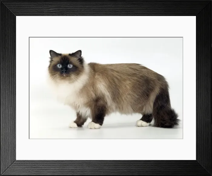 Framed Print : Cat - Birman Framed Print : Cat - Birman