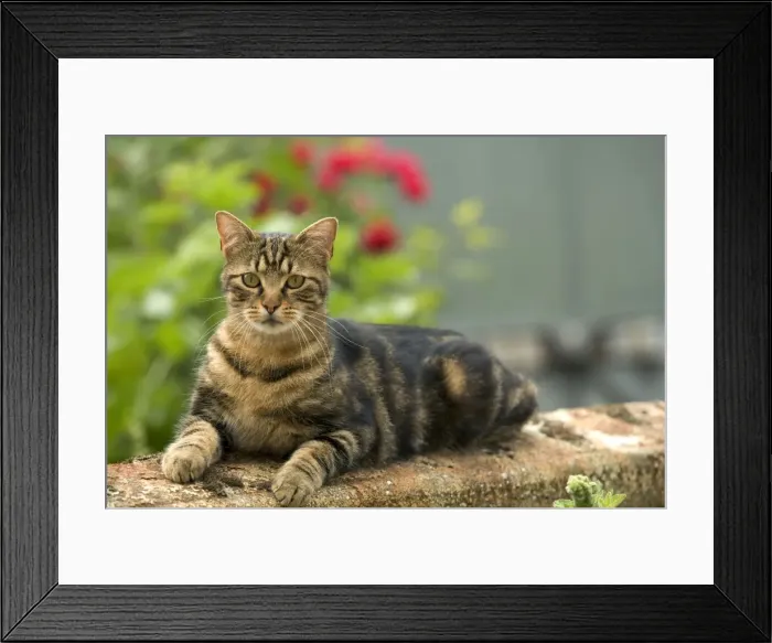 Framed Print : Cat - European Tabby in garden Framed Print : Cat - European Tabby in garden