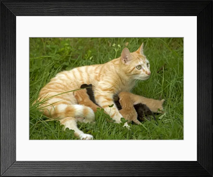 Framed Print : Cat - European Short haired red tabby with kittens Framed Print : Cat - European Short haired red tabby with kittens