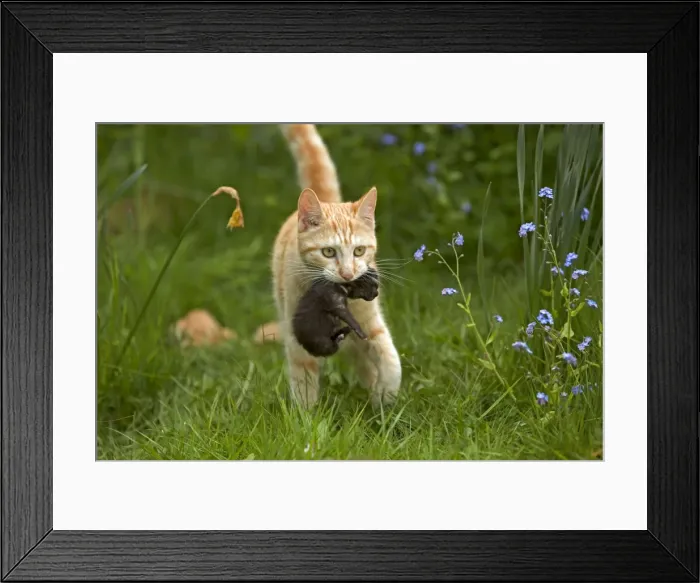 Framed Print : Cat - European Short haired red tabby carrying kitten Framed Print : Cat - European Short haired red tabby carrying kitten