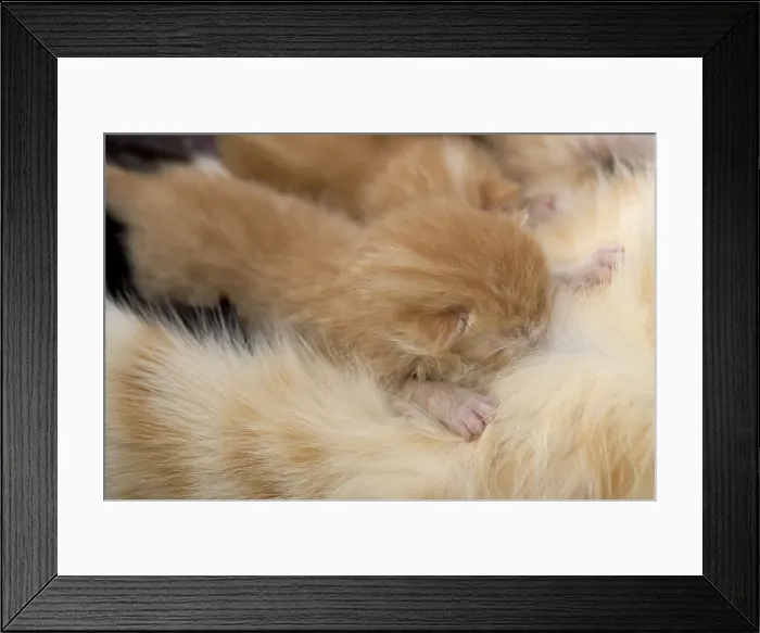 Framed Print : Cat - European Short haired red tabby kitten suckling Framed Print : Cat - European Short haired red tabby kitten suckling