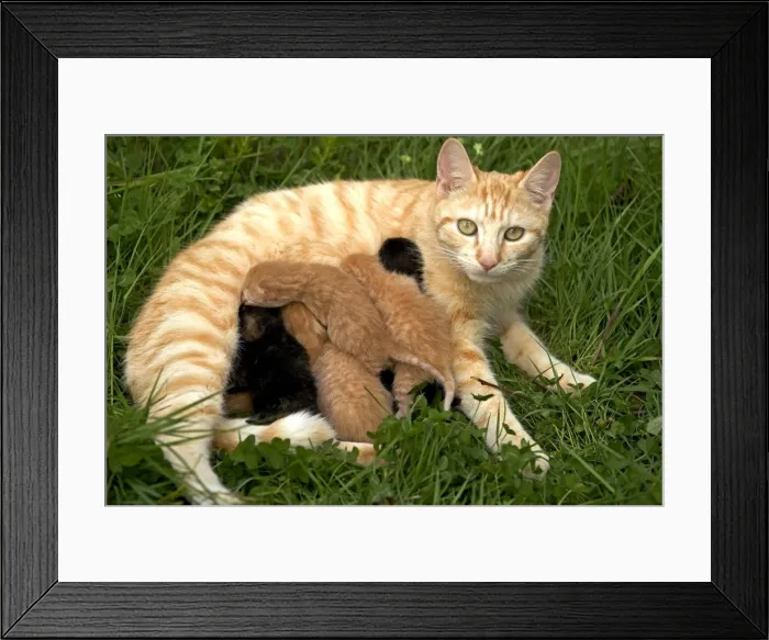 Framed Print : Cat - European Short haired red tabby with kittens Framed Print : Cat - European Short haired red tabby with kittens