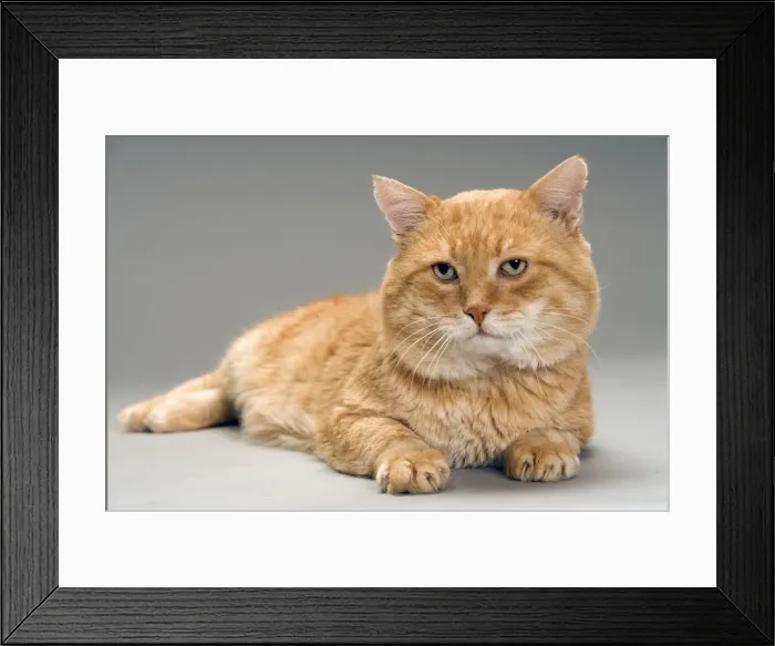 Framed Print : European Red Tabby Cat, short haired Framed Print : European Red Tabby Cat, short haired