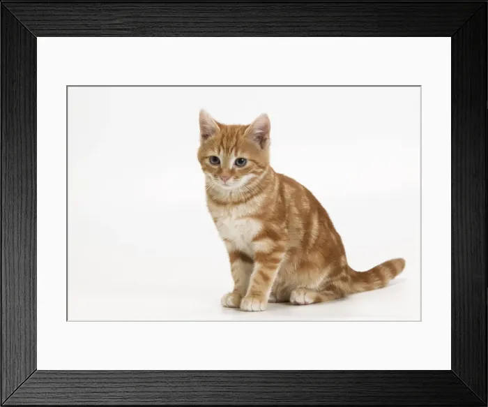 Framed Print : Cat - European shorthair Framed Print : Cat - European shorthair